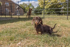 A small dog in a grassy area with a fence and a building in the background. - 1 Bed in Boys Hill (oc-b45932) (Boys Hill)