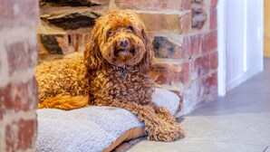 A dog resting on a cushioned bench against a stone wall. - 4 Bed in Newquay (oc-t45967) (Newquay)