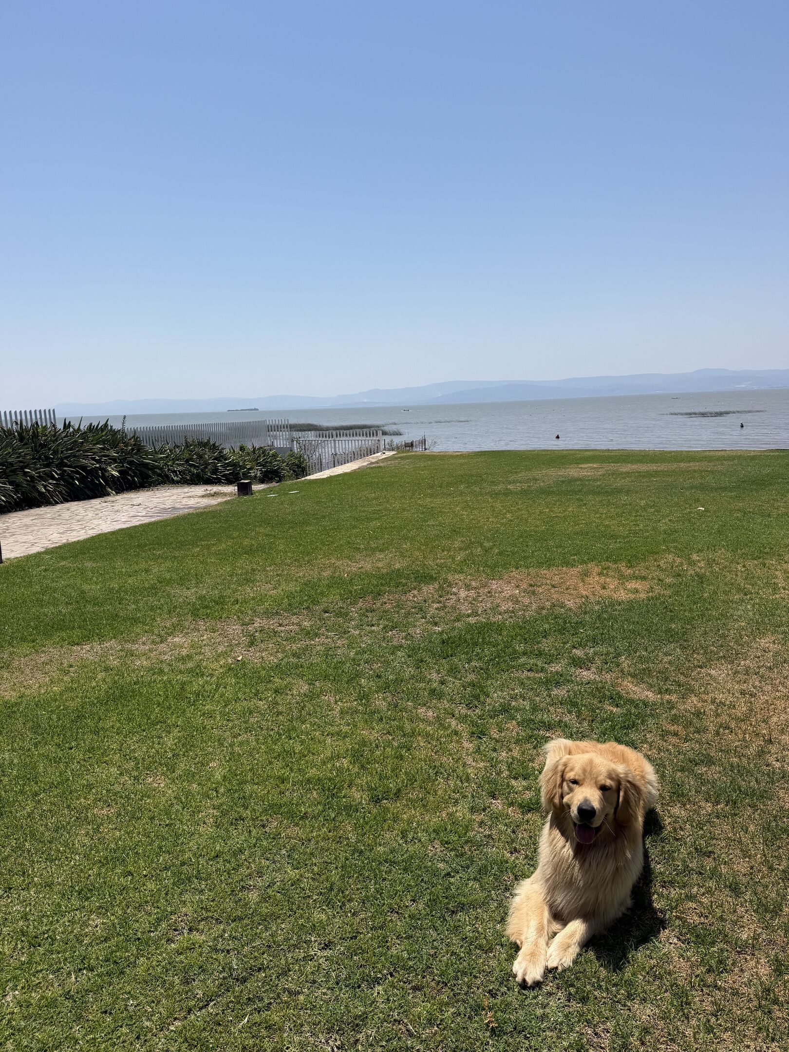 A dog lying on grass with a body of water and distant mountains in the background.