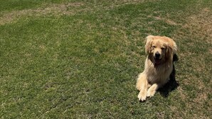Un chien allongé sur l’herbe, avec une étendue d’eau et des montagnes lointaines en arrière-plan.