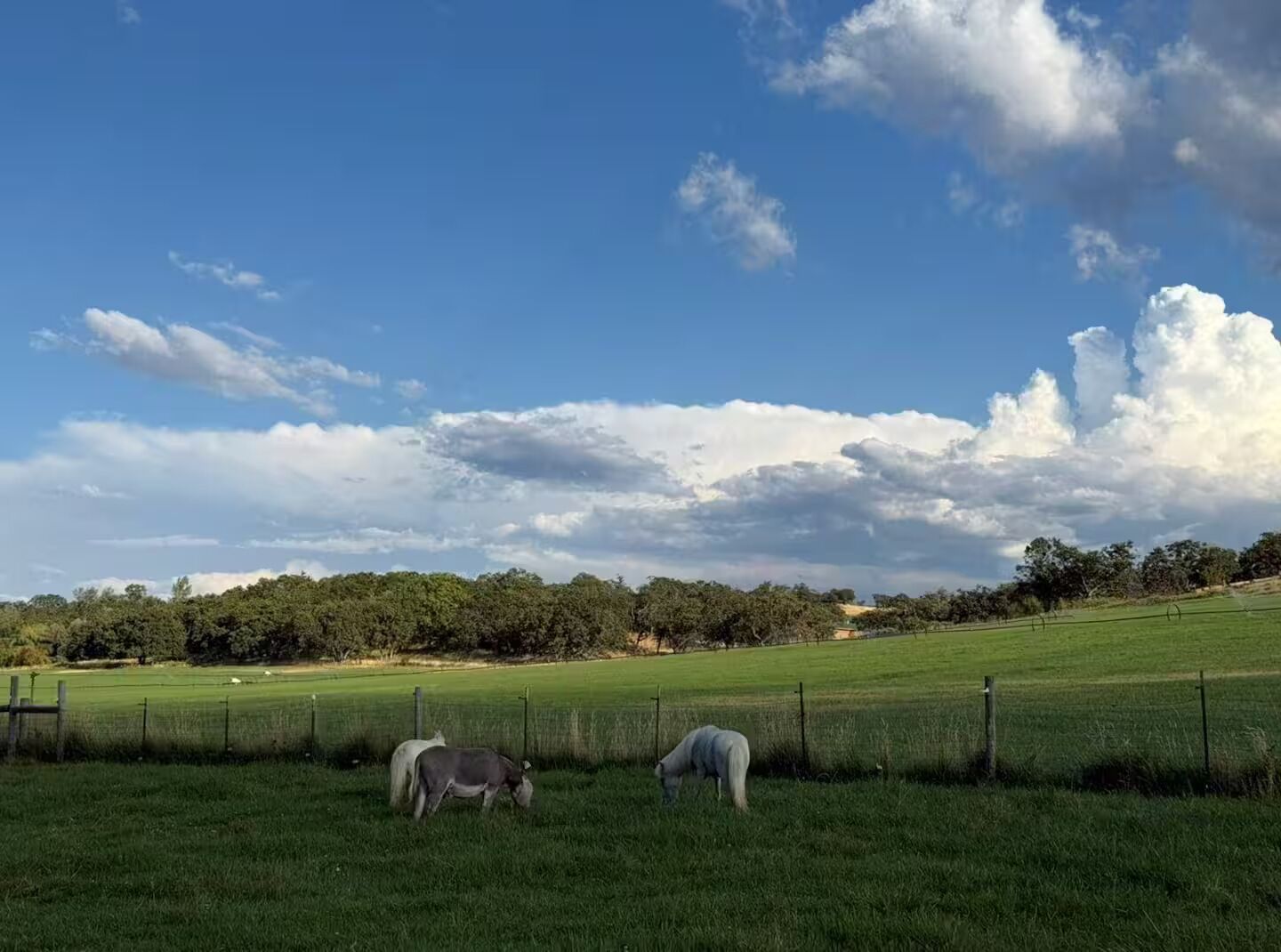 A grassy field with two horses grazing, surrounded by a fence and trees in the background.