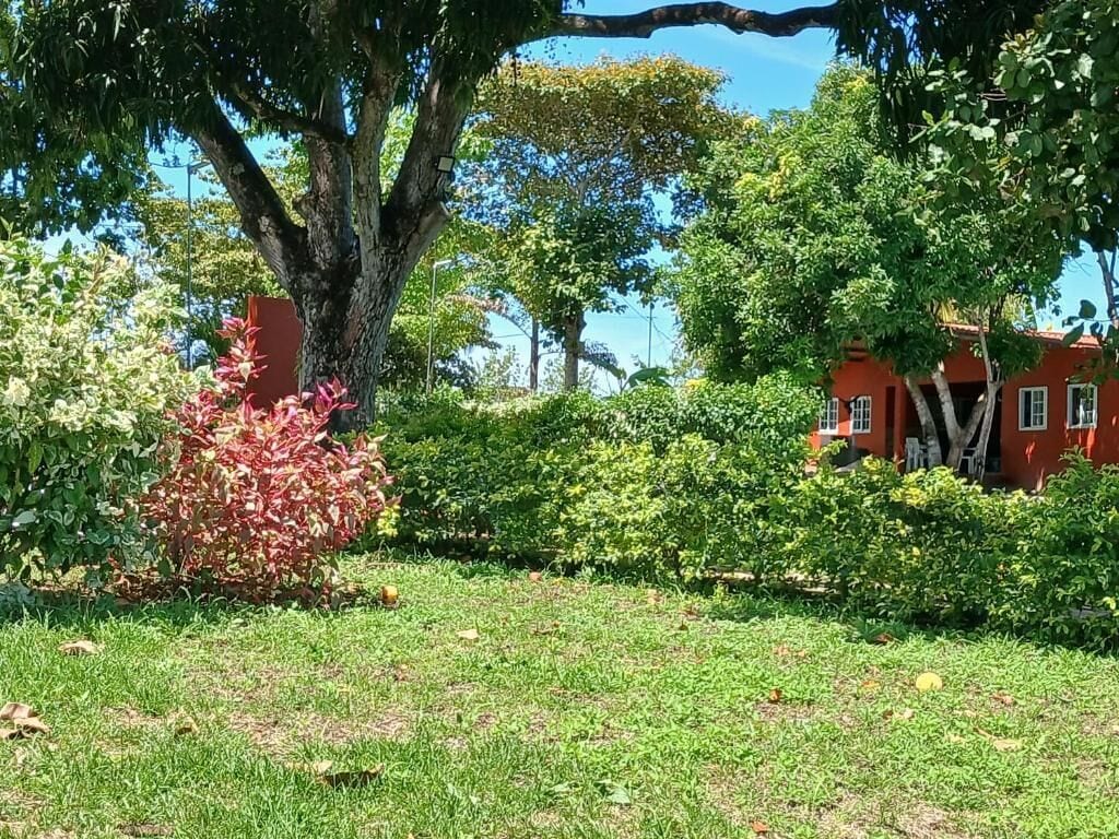 Un jardin avec un grand arbre, un bâtiment rouge et divers arbustes.