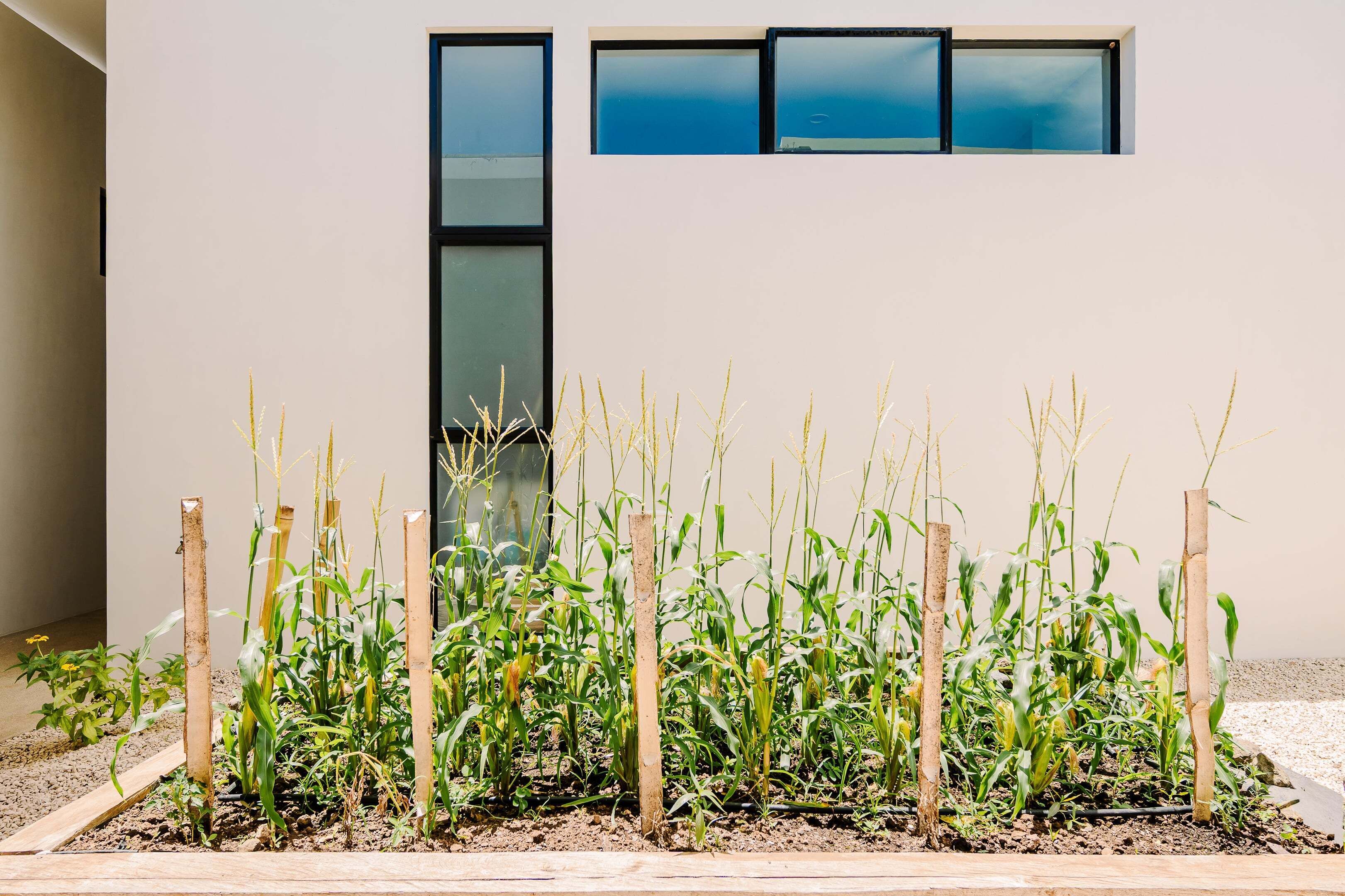 A modern building with a garden featuring corn plants and wooden stakes.