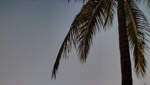 A beach scene with a palm tree, a person, and a sunset over the water. - Your cozy home near the beach in Hallandale Beach. Close to everything. (Hallandale Beach)