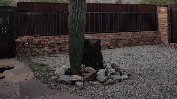 A cactus in a garden with a mountainous backdrop. - Live in a historic castle near U of A in sunny Tucson (Tucson)