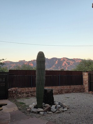 A cactus in a garden with a mountainous backdrop. - Live in a historic castle near U of A in sunny Tucson (Tucson)