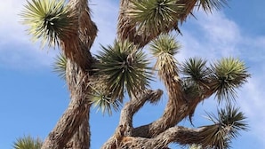 A tall, multi-branching tree with spiky leaves against a clear sky. - The Mandarin - Pool, Spa, Sauna, Sunken Fire Pit, Amazing Views (Yucca Valley)