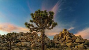 A desert landscape with a prominent Joshua tree in the foreground and large rock formations in the background. - The Mandarin - Pool, Spa, Sauna, Sunken Fire Pit, Amazing Views (Yucca Valley)