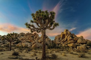 Paisagem desértica com um imponente mezquite-do-deserto em primeiro plano e grandes formações rochosas ao fundo.