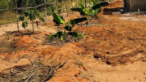 Paisagem rural com chão de terra, bananeiras, cerca de madeira e um pequeno edifício.