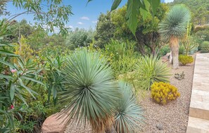 Un jardin agrémenté de diverses plantes, notamment des yuccas et d’autres végétaux, ainsi qu’un chemin pavé de pierres.