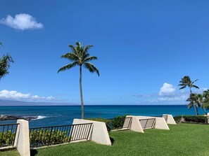A clear view of the ocean with a palm tree in the foreground and a clear sky. - Ocean Views, Steps to Turtle Snorkeling at Honokeana Cove -Napili Point B24 (Lahaina)