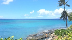 A tropical beach with clear blue water, a palm tree, and rocky shoreline. - Ocean Views, Steps to Turtle Snorkeling at Honokeana Cove -Napili Point B24 (Lahaina)