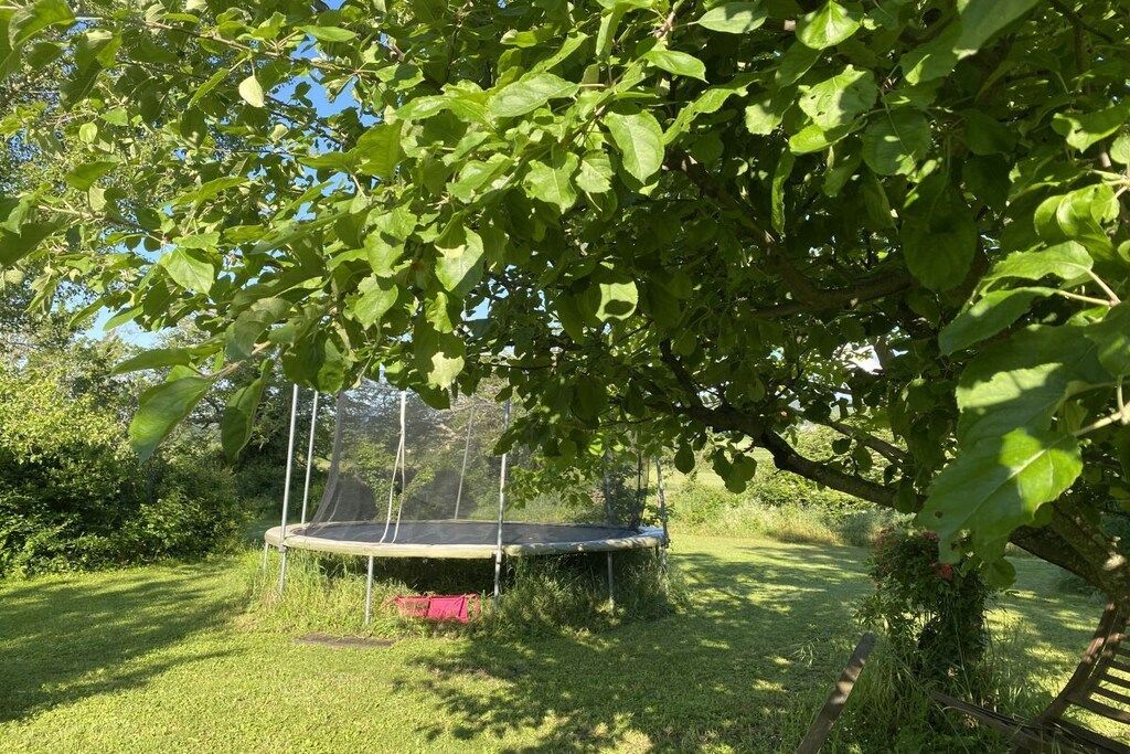 A trampoline in a grassy area with trees and bushes around.