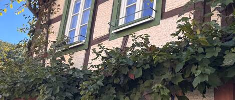 A building with two windows, covered partially by ivy.