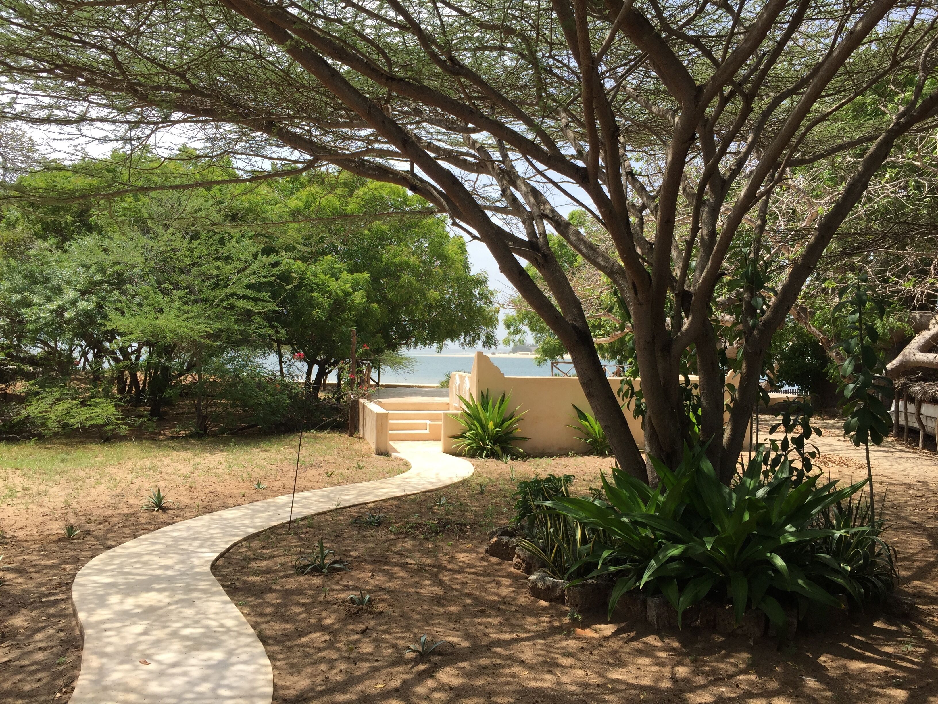 A pathway leading to a beach area with trees and plants.