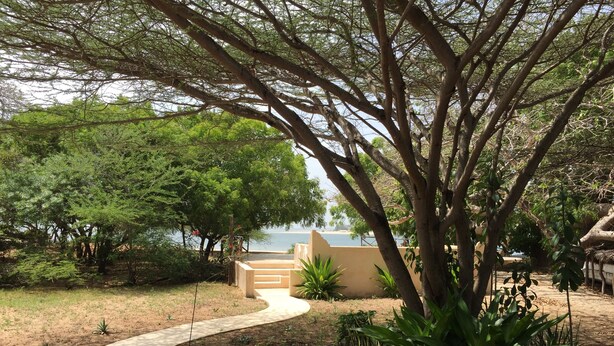 A pathway leading to a beach area with trees and plants.
