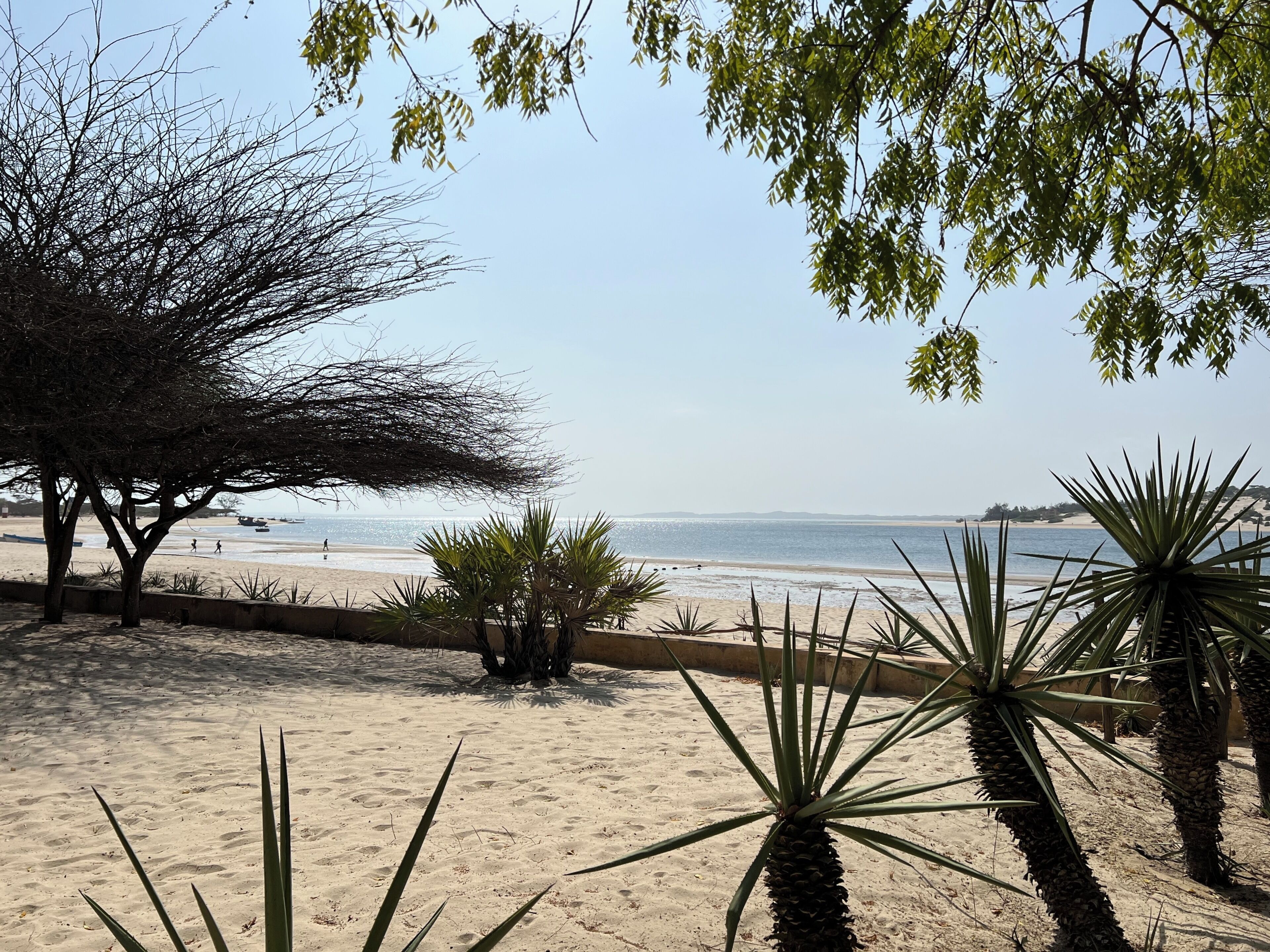 Une plage de sable, avec une végétation clairsemée et un ciel dégagé.