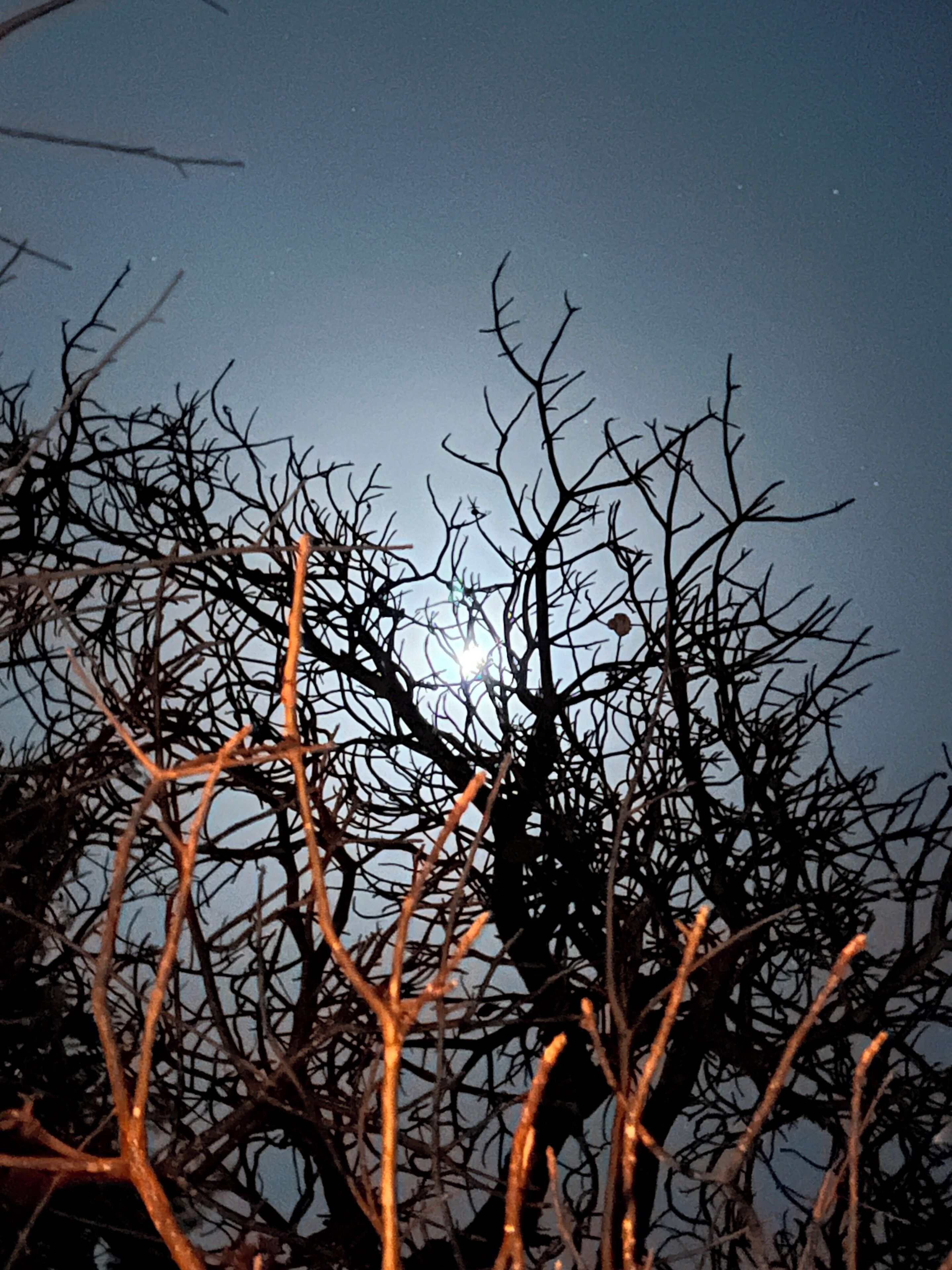 Cielo nocturno con luna visible y ramas desnudas de árbol.