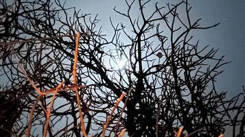Cielo nocturno con luna visible y ramas desnudas de árbol.
