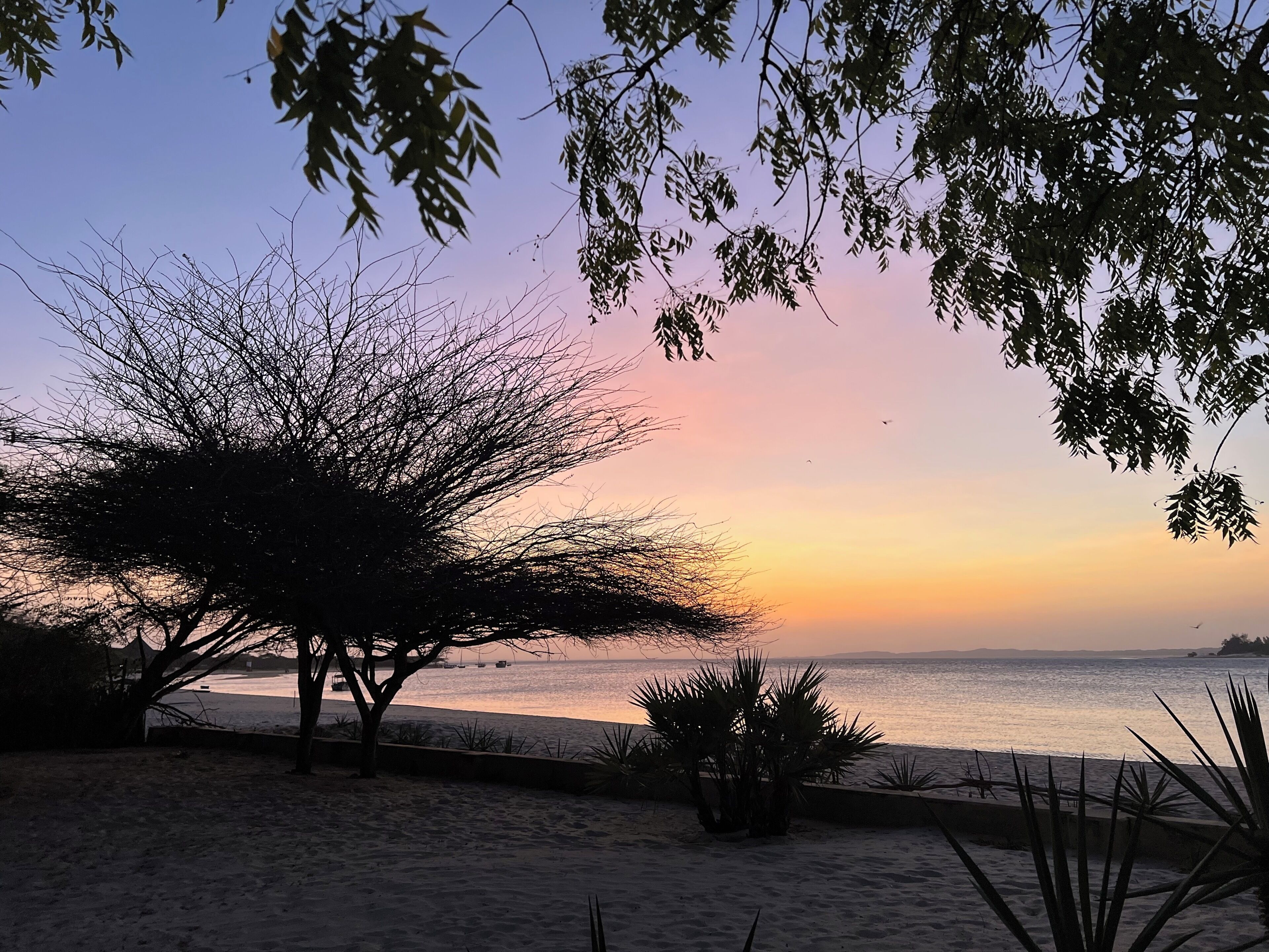 A beach scene with a tree and a view of the sea during sunset.