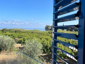 A vineyard with rows of grapevines, a clear sky, and a distant body of water. - Jomavi Beach Eco-Villa (Polis Chrysochous)