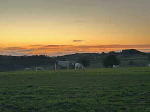 A field with grazing cattle during sunset.