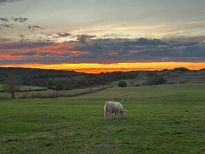 A wide-open field with a cow grazing, under a sunset sky. - Country farm Roulotte, stunning sunrises & sunsets, private patio (Dettey)