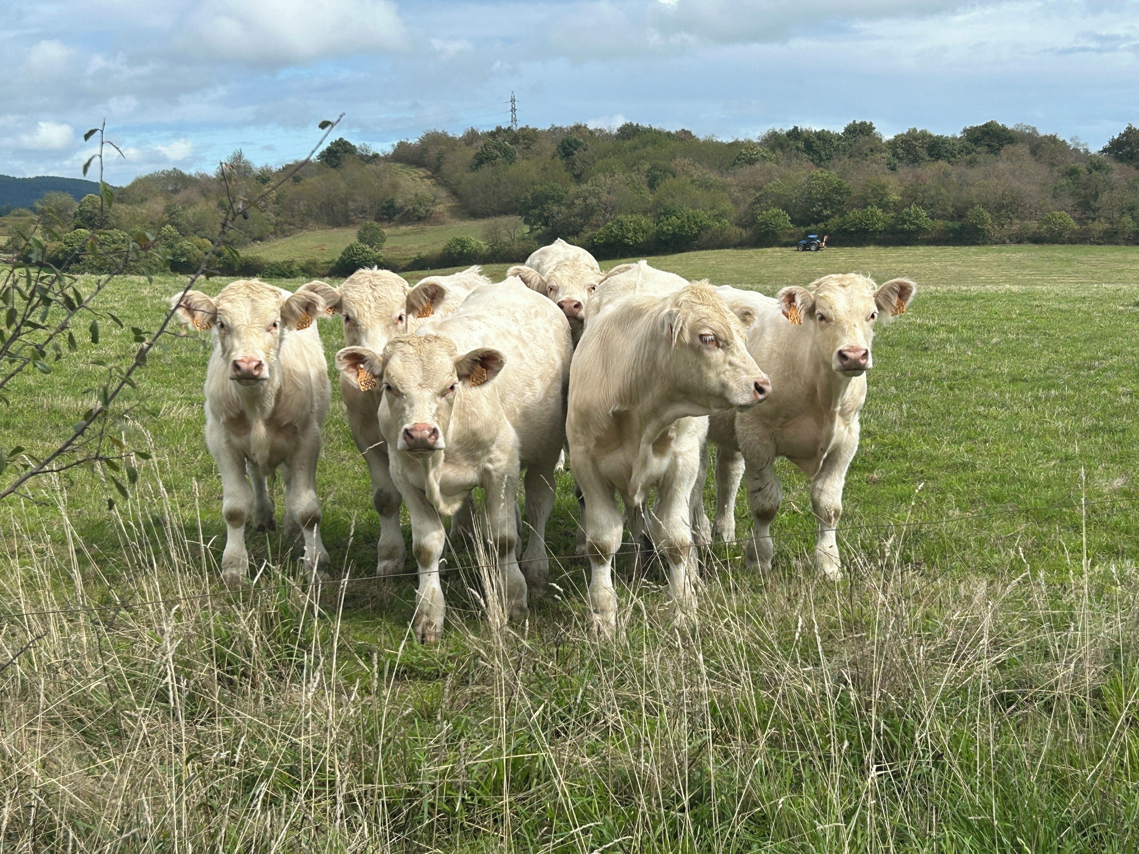 Un groupe de vaches dans un champ verdoyant, avec un paysage vallonné en arrière-plan.