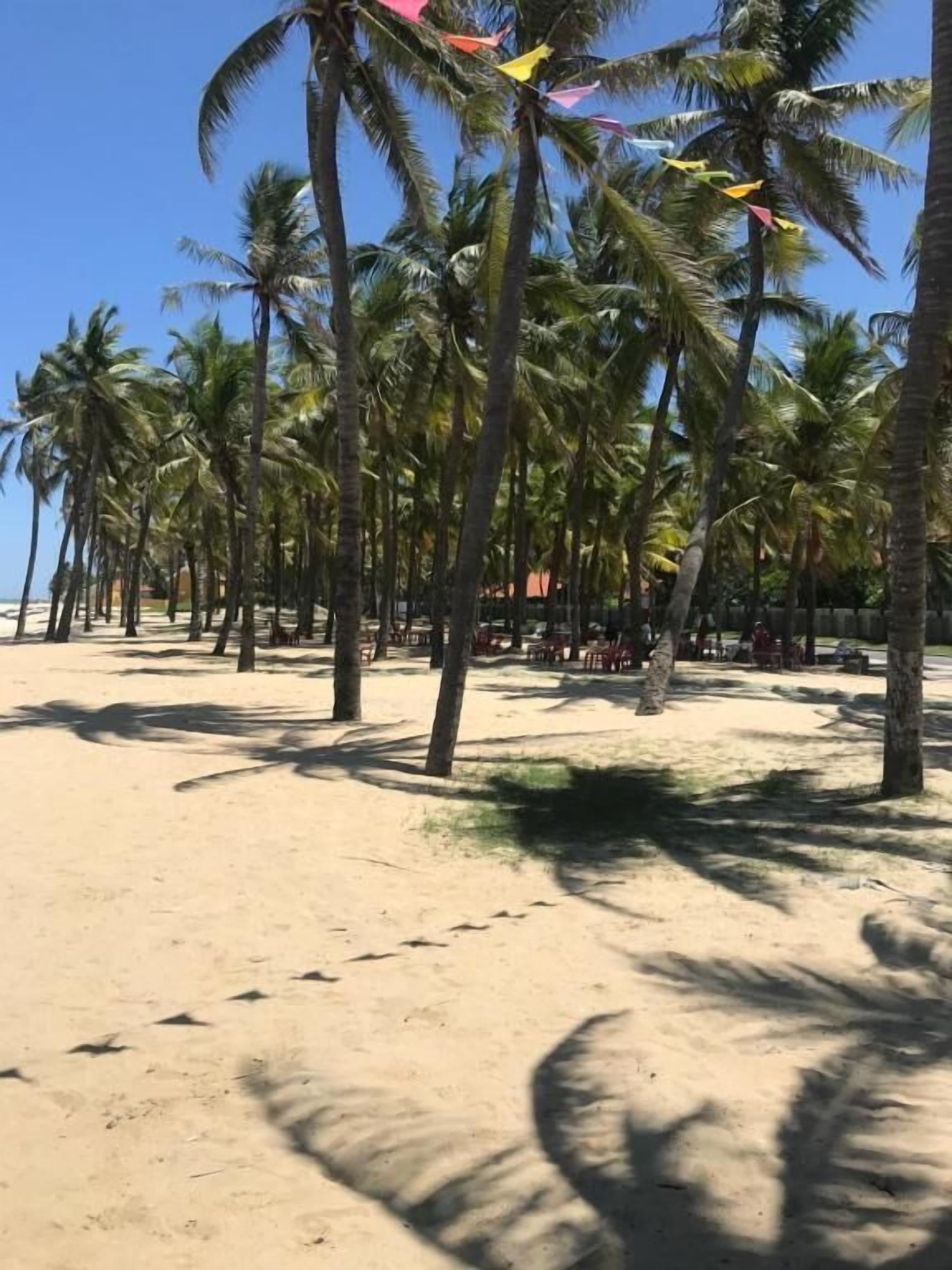 Una playa con palmeras y cielo despejado.