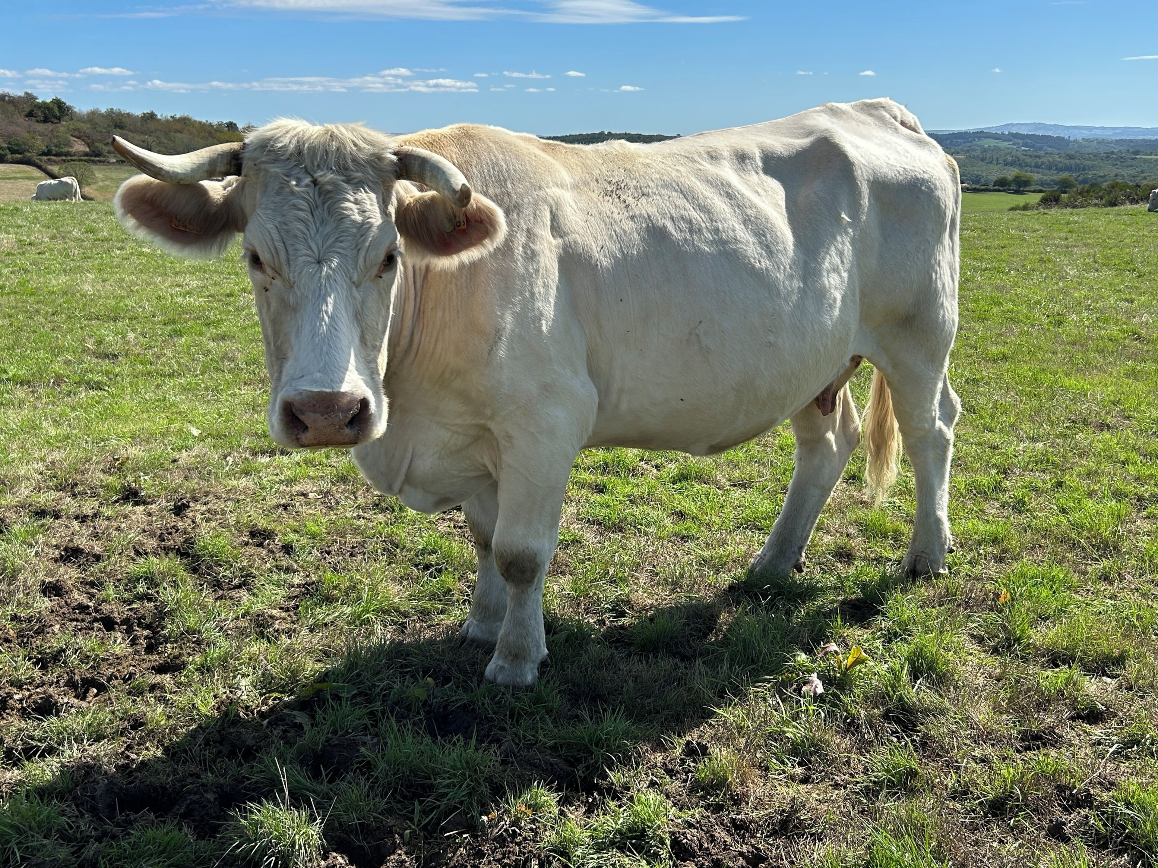 Una vaca blanca de pie en un campo de hierba.