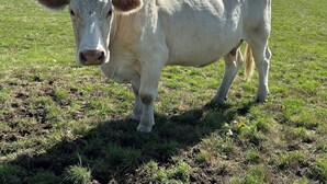 A white cow standing in a grassy field.
