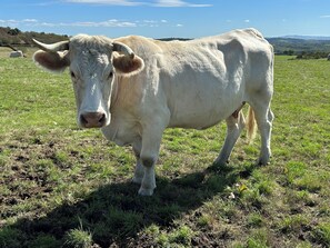 A white cow standing in a grassy field.