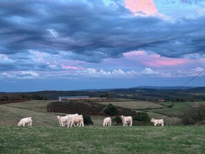 Ländliche Landschaft mit einer Herde Kühen, die auf einer Wiese weiden, umgeben von sanften Hügeln und einem bewölkten Himmel.
