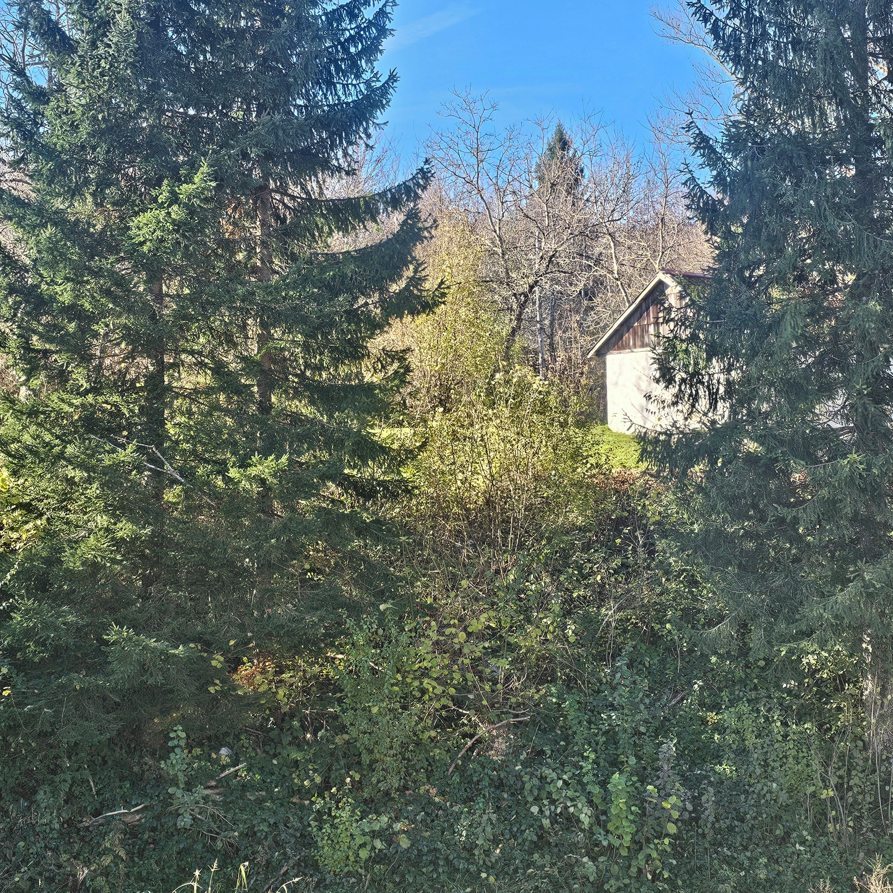 A small wooden cabin surrounded by dense evergreen trees.