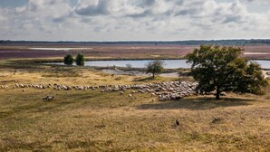 A vast open field with a flock of sheep grazing, a body of water, and a tree in the foreground. - De Wiltzangh - Bosrand Wellness Cabin | 2p by Interhome (Ruinen)