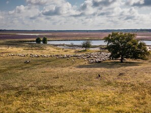 A vast open field with a flock of sheep grazing, a body of water, and a tree in the foreground. - De Wiltzangh - Bosrand Wellness Cabin | 2p by Interhome (Ruinen)