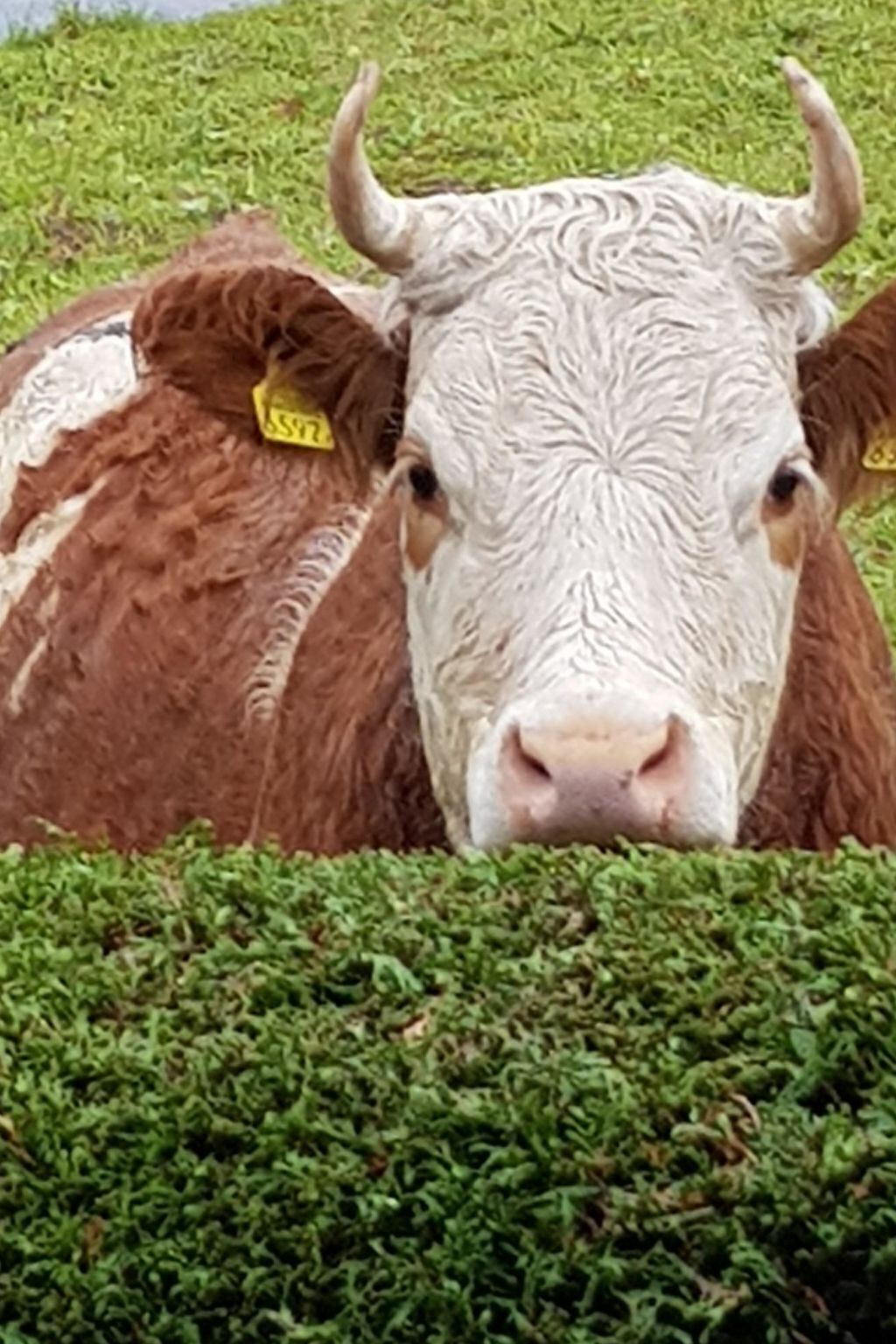 Une vache porte une étiquette à l’oreille et se trouve allongée dans l’herbe.