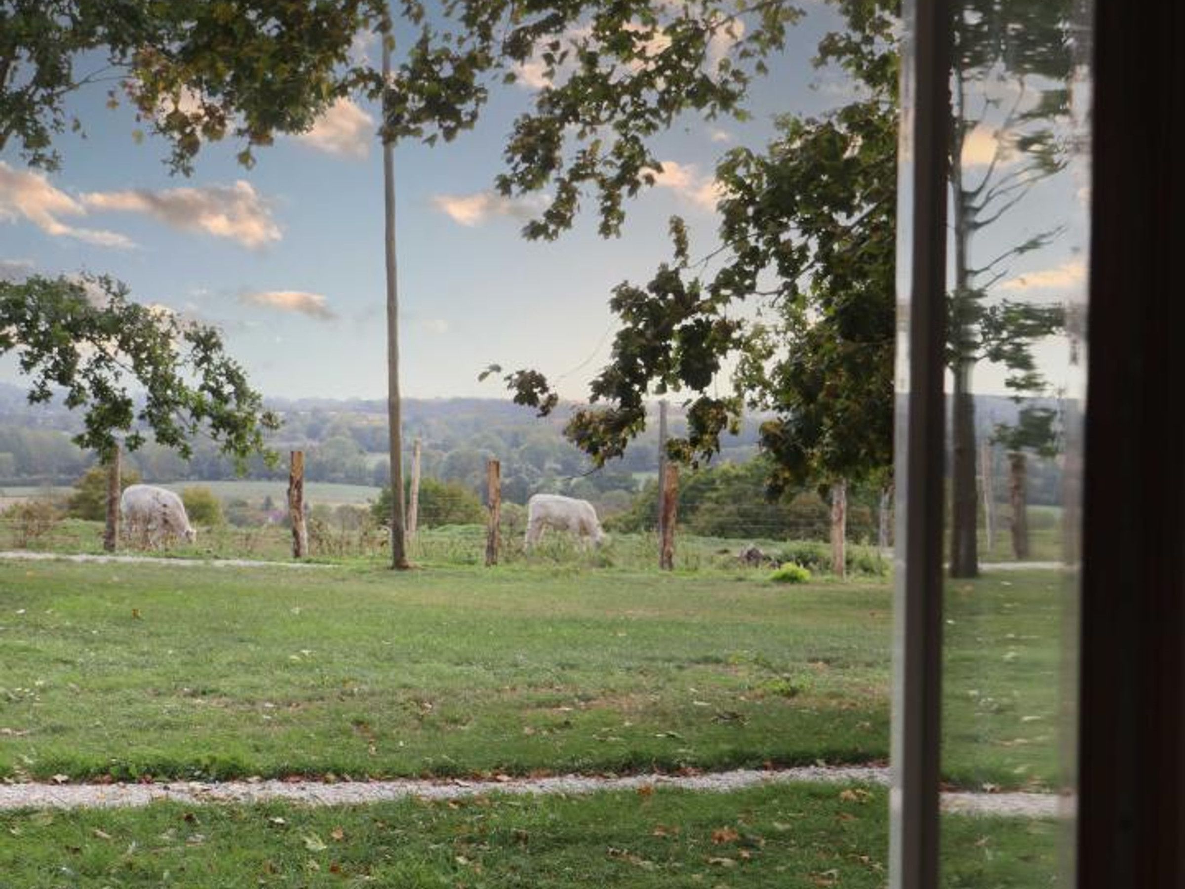A view of a grassy field with trees and a fence, visible through a window.