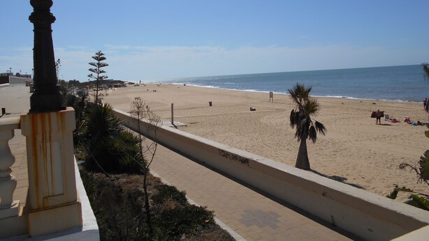 Une plage avec une promenade dallée et des palmiers.