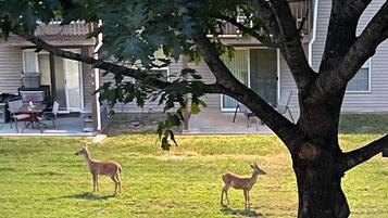 A residential area with a grassy lawn, two deer, and houses in the background.