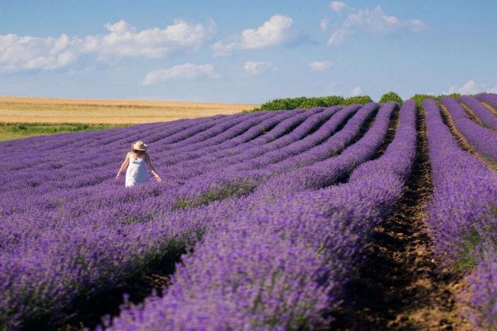Un champ de lavande avec des rangées de fleurs violettes et une personne vêtue d’une robe blanche.