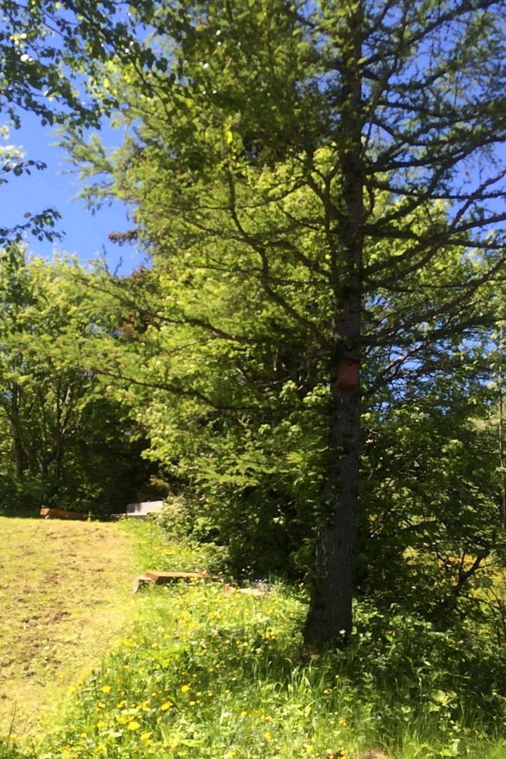 Un albero con una struttura in legno fissata al tronco, circondato da erba e fiori gialli.