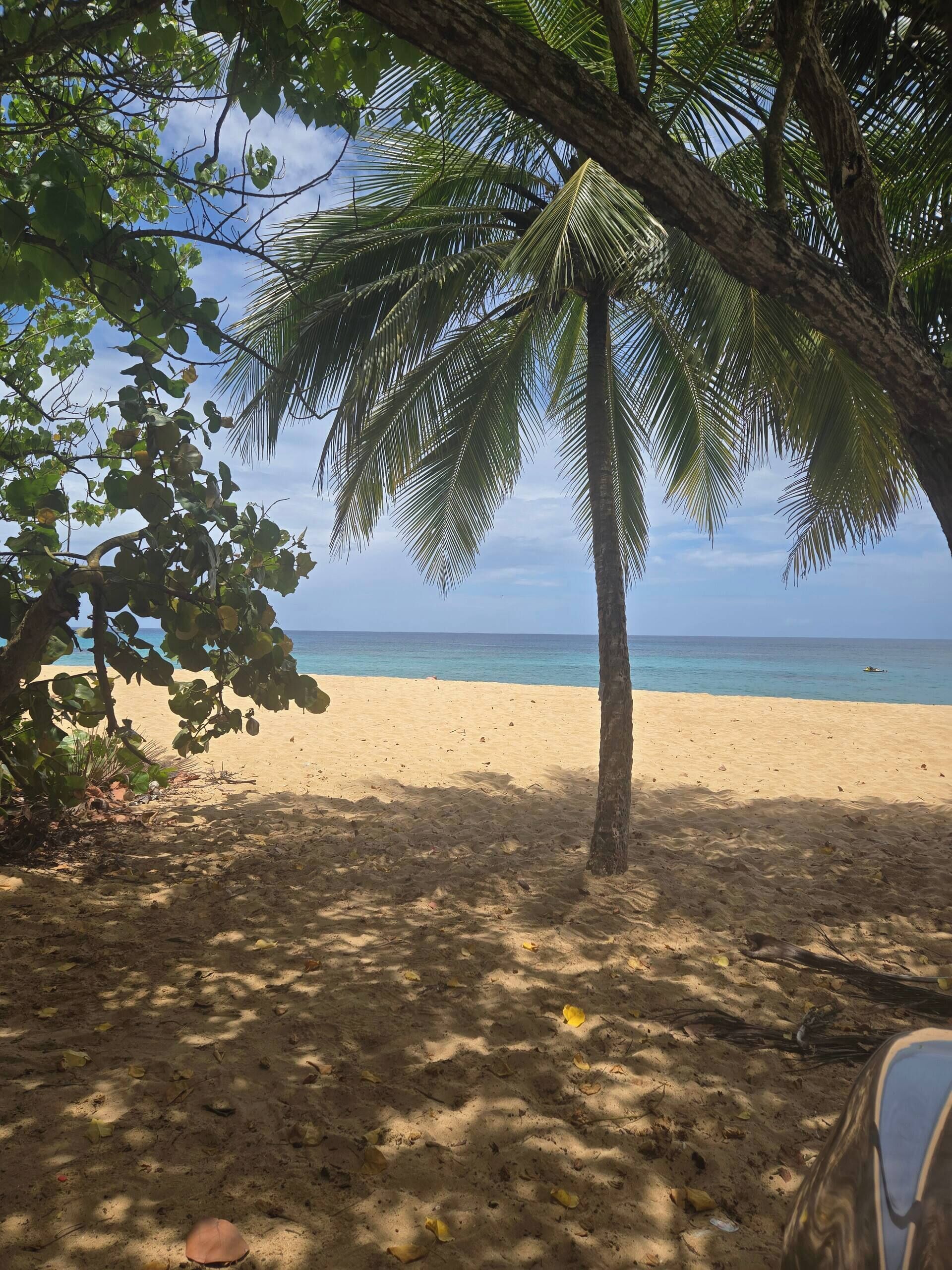 A beach with a palm tree and clear blue sky.