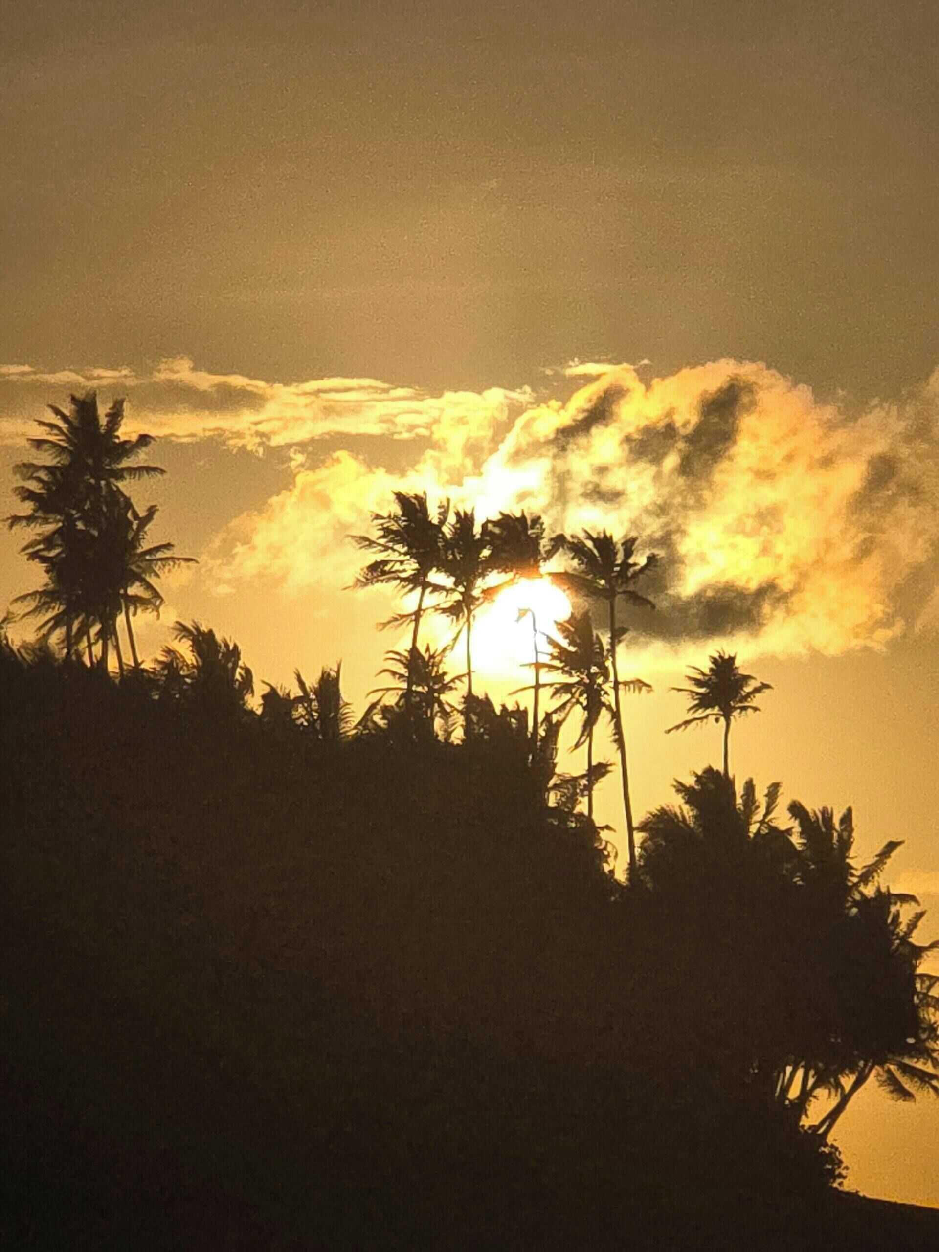 A sunset with palm trees silhouetted against the sky.