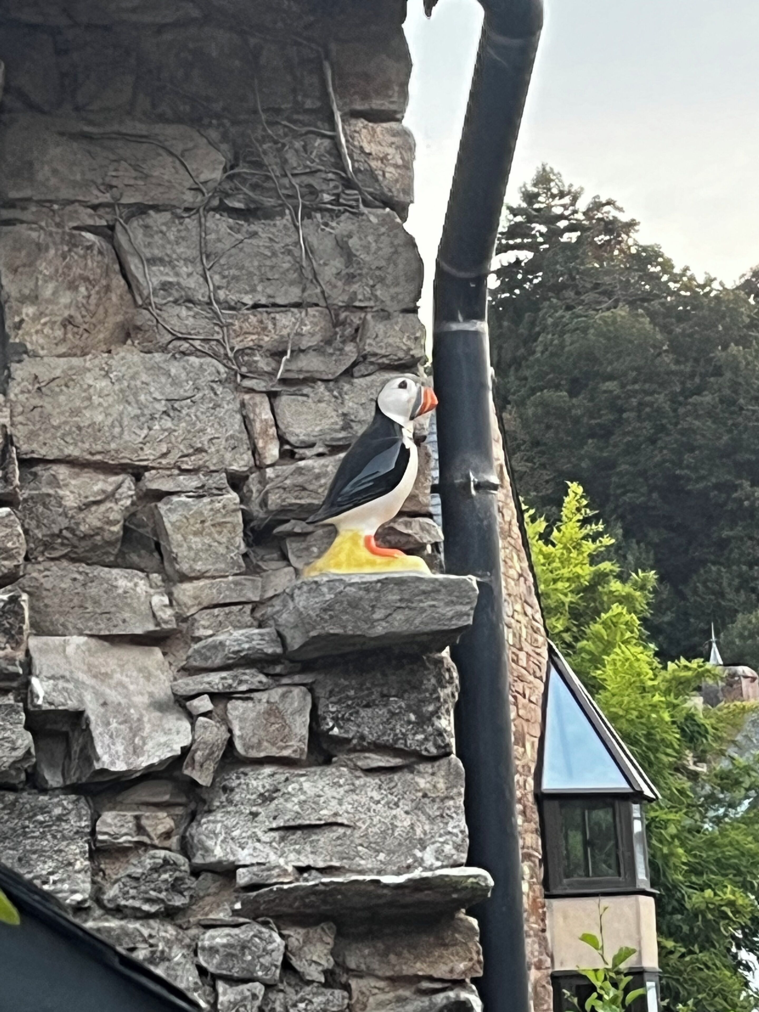 Ein Papageitaucher sitzt auf einer Steinmauer, im Hintergrund ein Haus.