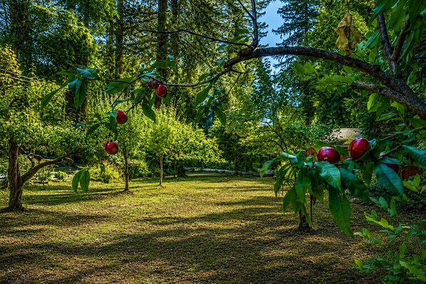 An orchard with trees bearing red fruits, a grassy ground, and a clear sky.