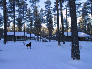 A cabin surrounded by tall pine trees in a snowy landscape.