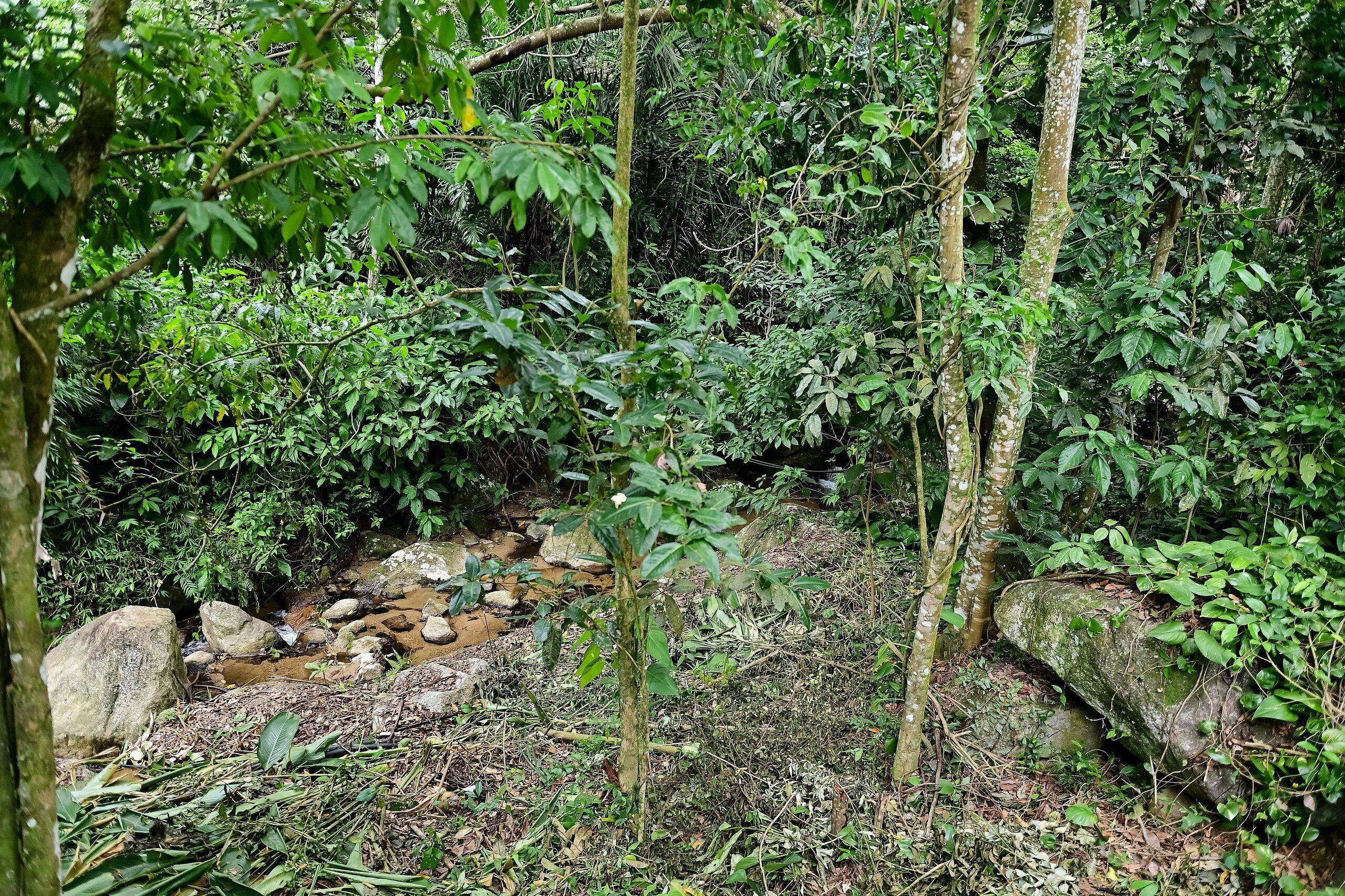 Eine natürliche Waldszene mit einem Bach, Felsen und dichtem Bewuchs.