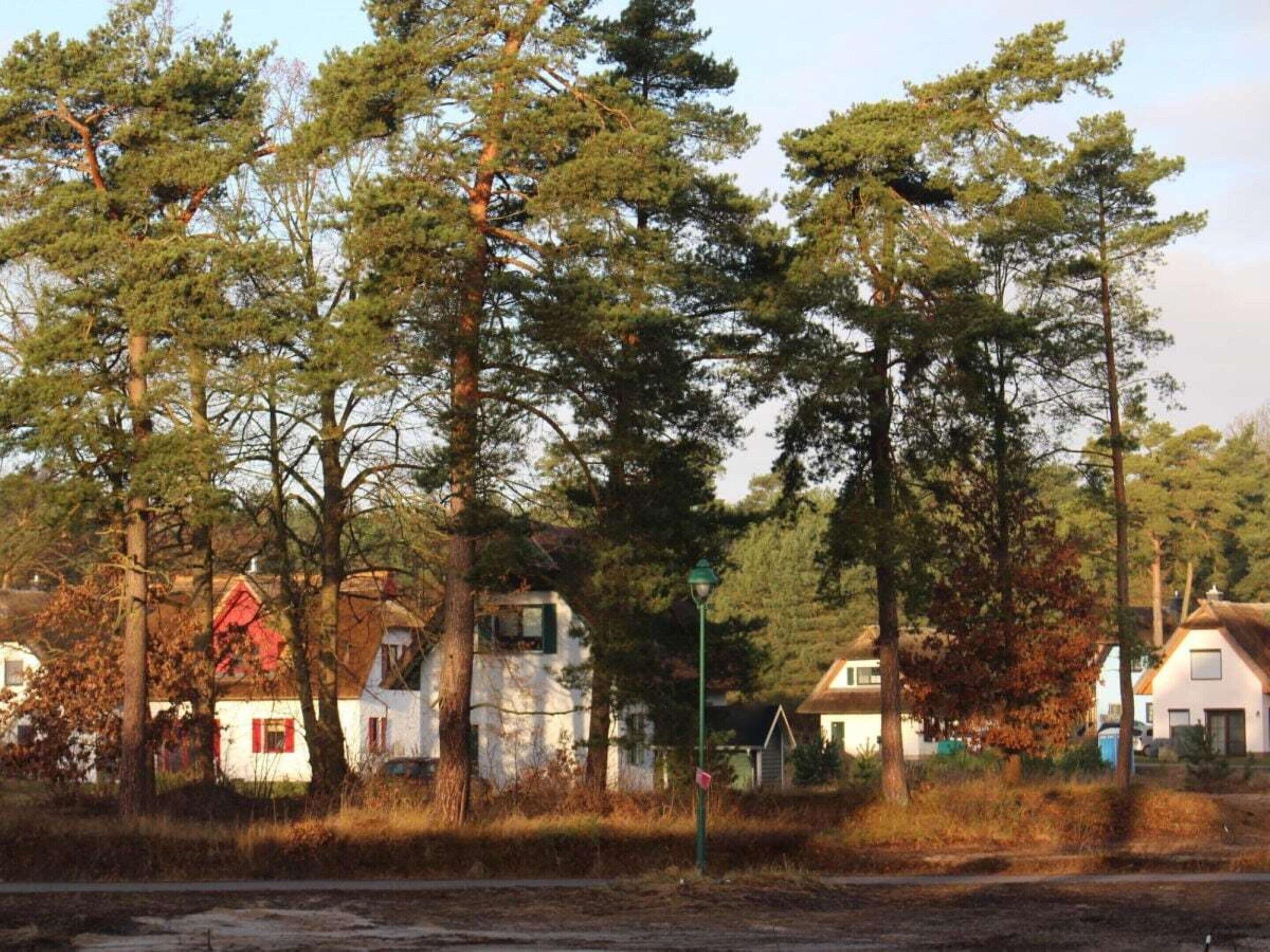 A residential area with houses, a red stop sign, and tall trees.